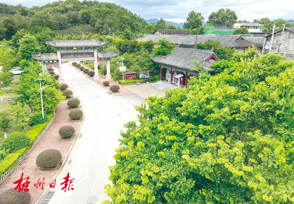 梧州全市生態(tài)茶園面積達(dá)33.34萬(wàn)畝！