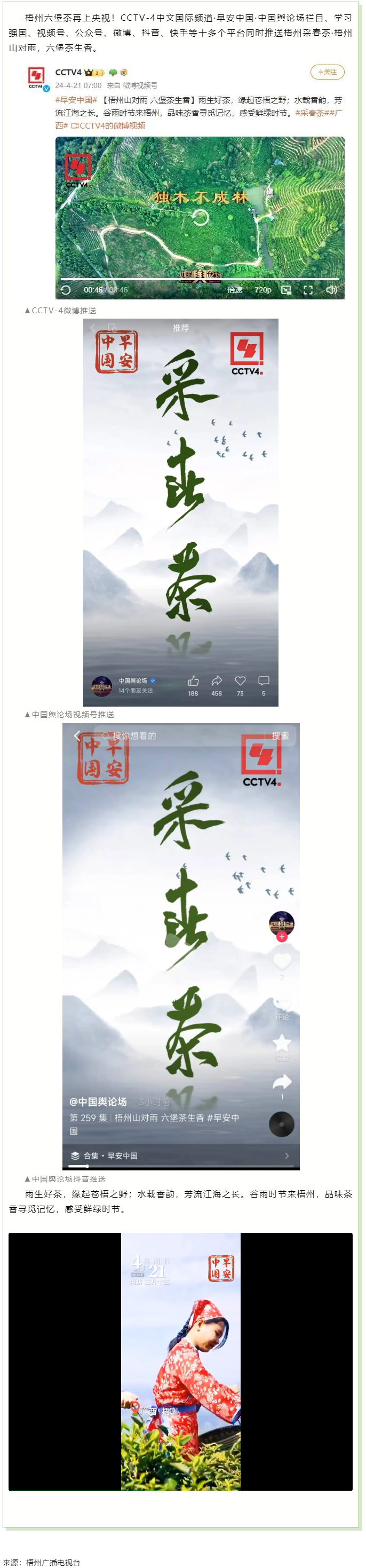 央視、學(xué)習(xí)強(qiáng)國(guó)等十多個(gè)平臺(tái)同時(shí)推送梧州采春茶·梧州六堡茶.png