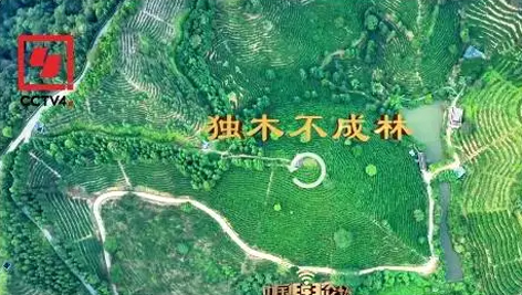 央視、學(xué)習(xí)強(qiáng)國等十多個(gè)平臺(tái)同時(shí)推送梧州采春茶．梧州六堡茶